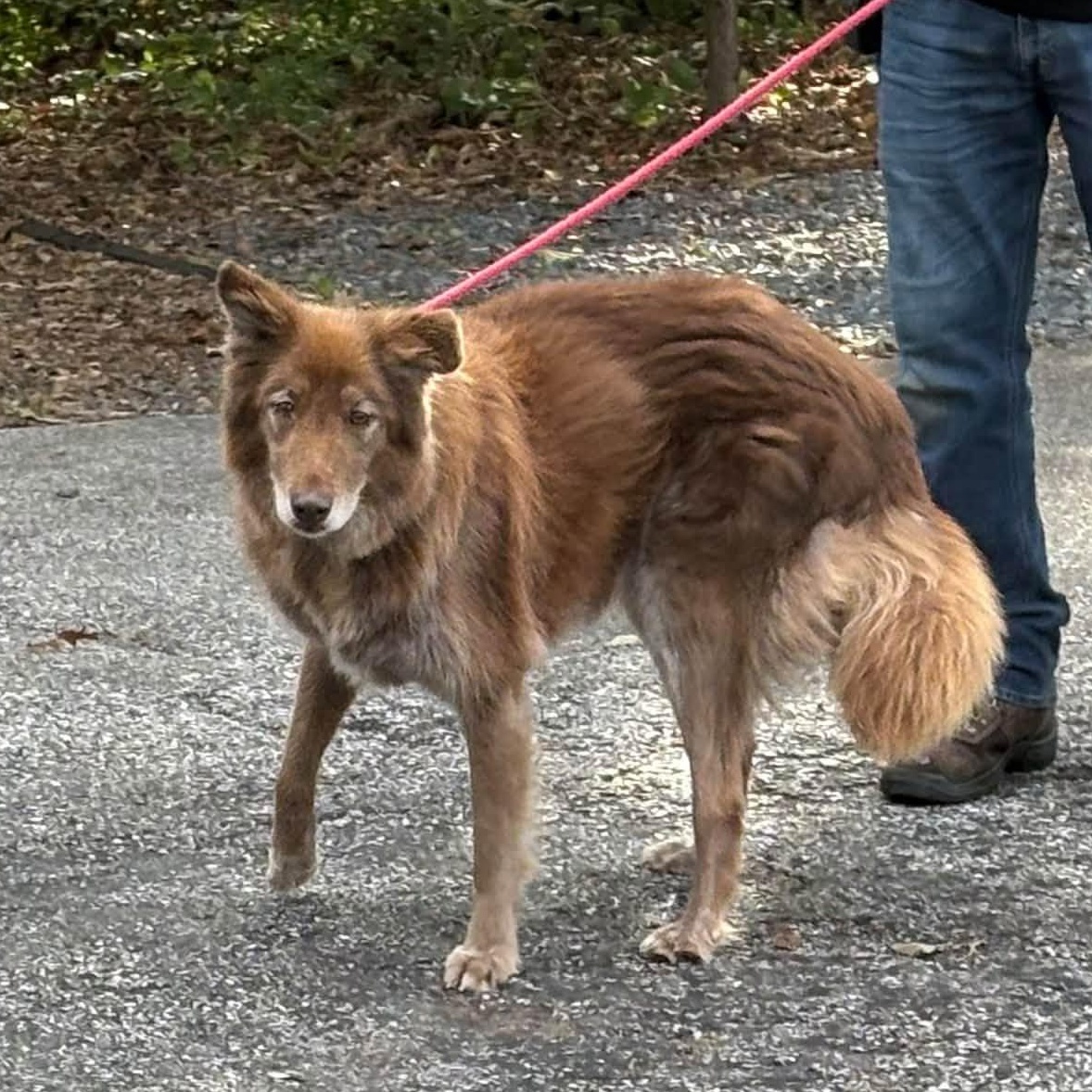 Enlarge Gage, a Adoptable mixed breed in Severn, MD image 5/5
