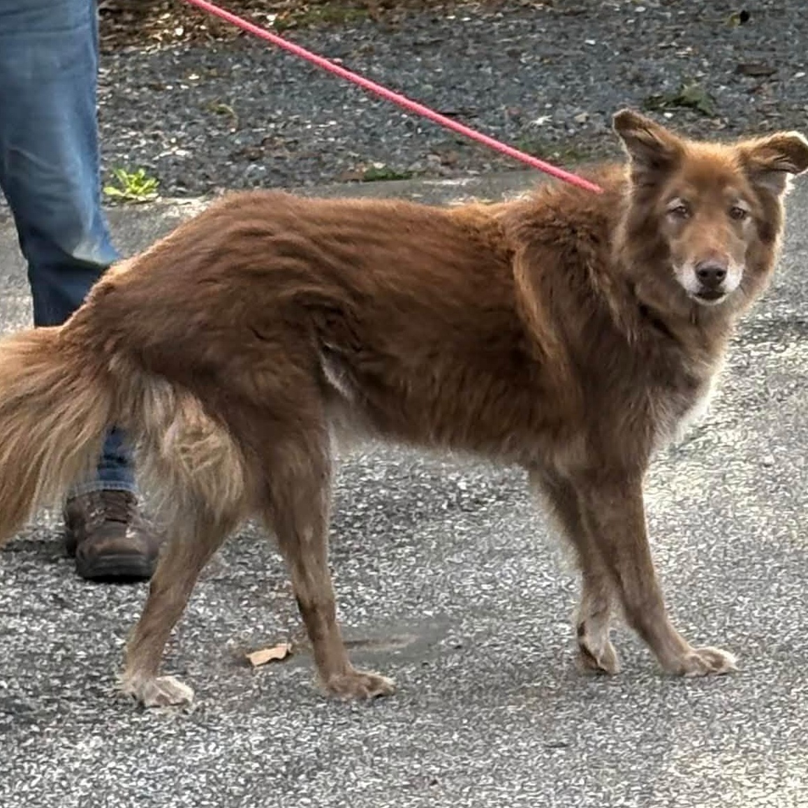 Enlarge Gage, a Adoptable mixed breed in Severn, MD image 2/5