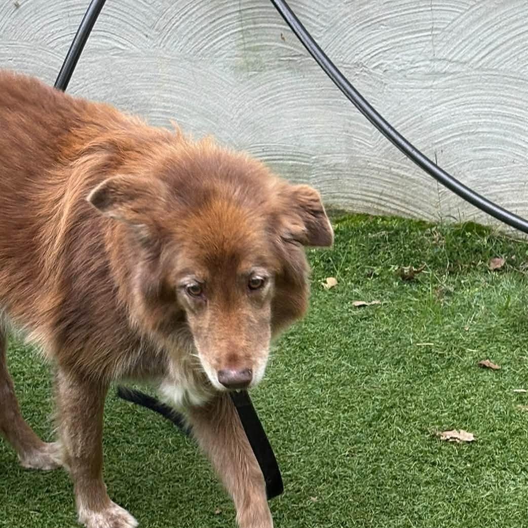 Enlarge Gage, a Adoptable mixed breed in Severn, MD image 3/5