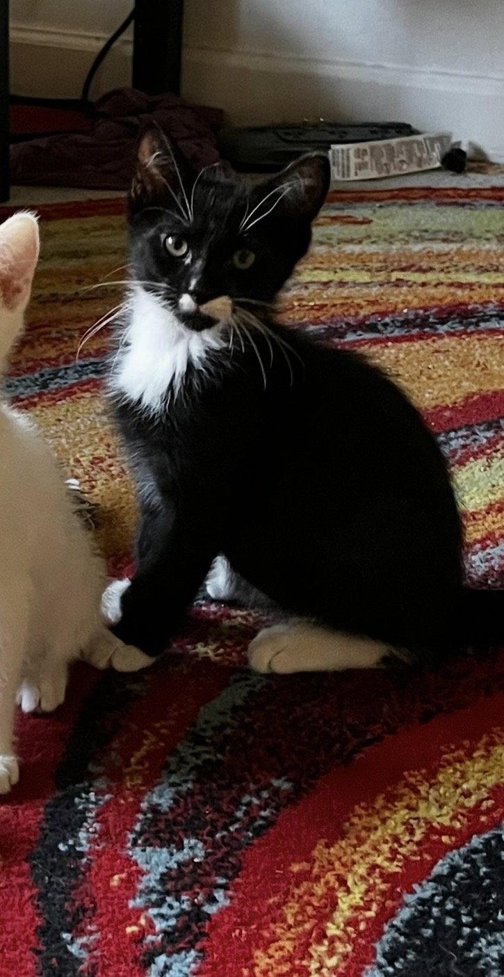 Sesame, Adopted, Young Male Domestic Short Hair.