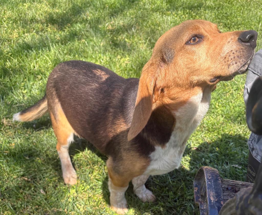 Bagel, Adopted, Adult Male Beagle.