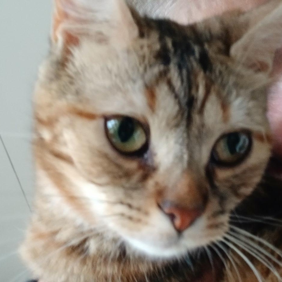 Enlarge Monkee, an adopted Domestic Short Hair in Round Rock, TX image 1/1