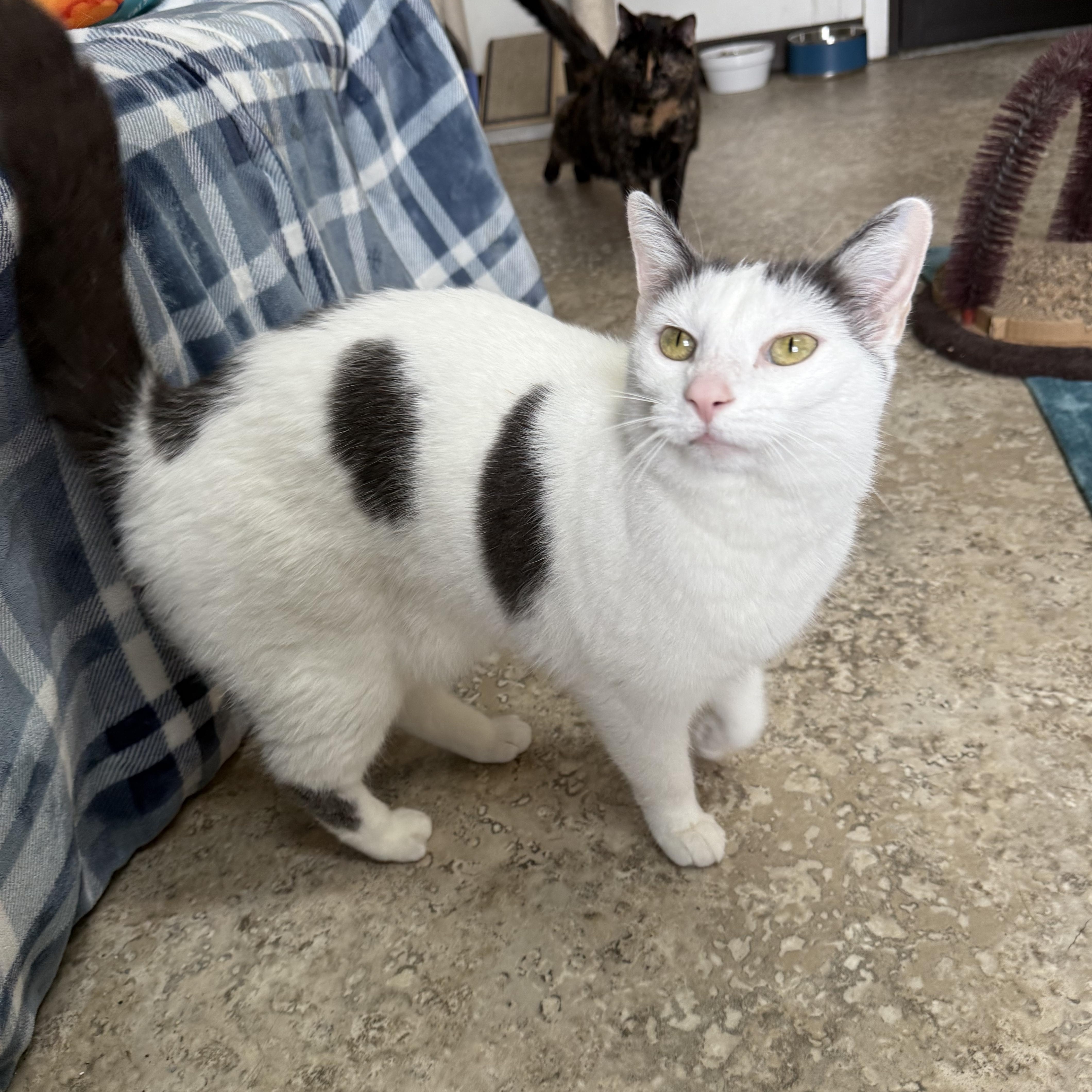 Enlarge Imogene, a ADOPTABLE Domestic Short Hair in Hendersonville, TN image 1/1