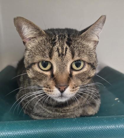 Ferb, Adoptable, Adult Male Domestic Short Hair & Domestic Short Hair.