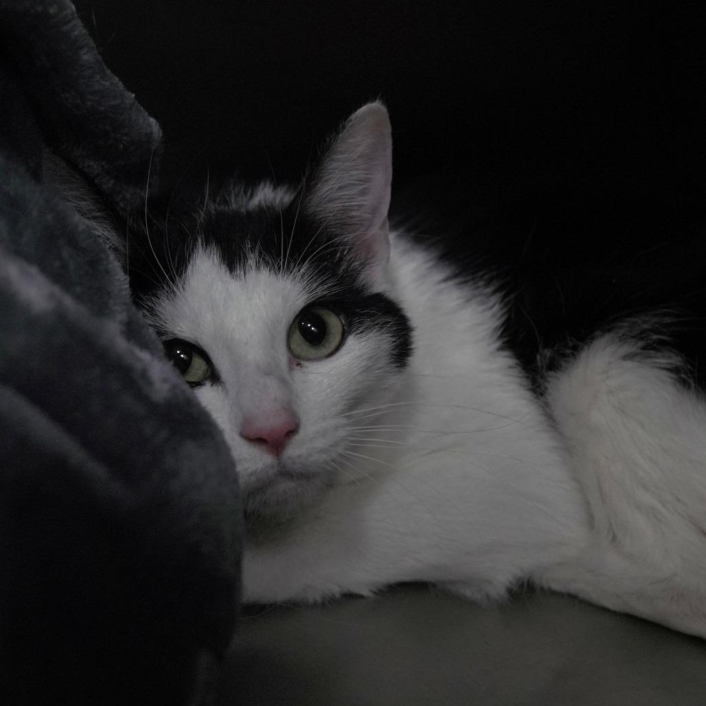 Banana, a Adoptable Domestic Short Hair in Gainesville, GA image 2/2