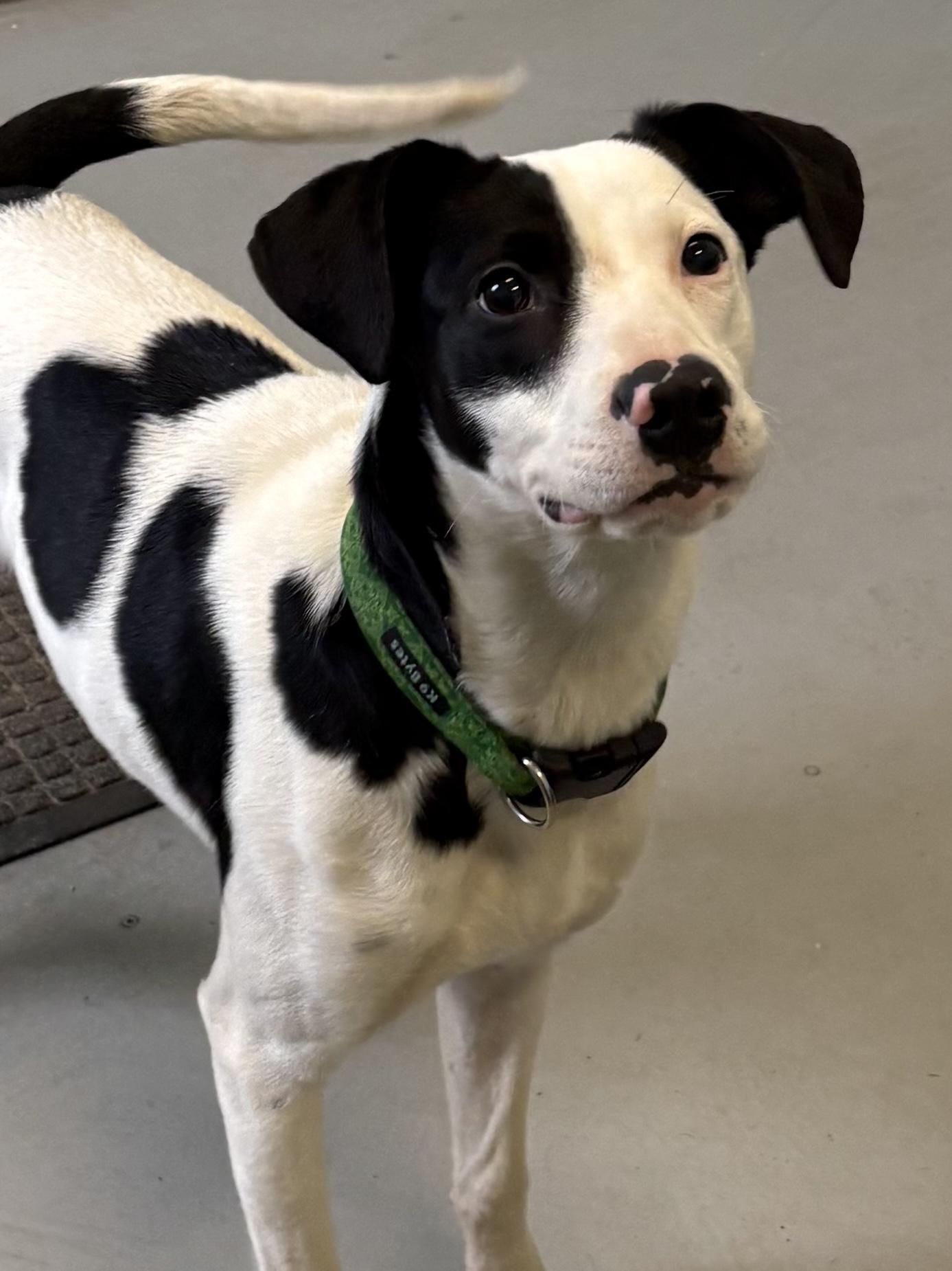 Samyra, a Adoptable Mixed Breed in Big Rapids, MI image 1/4