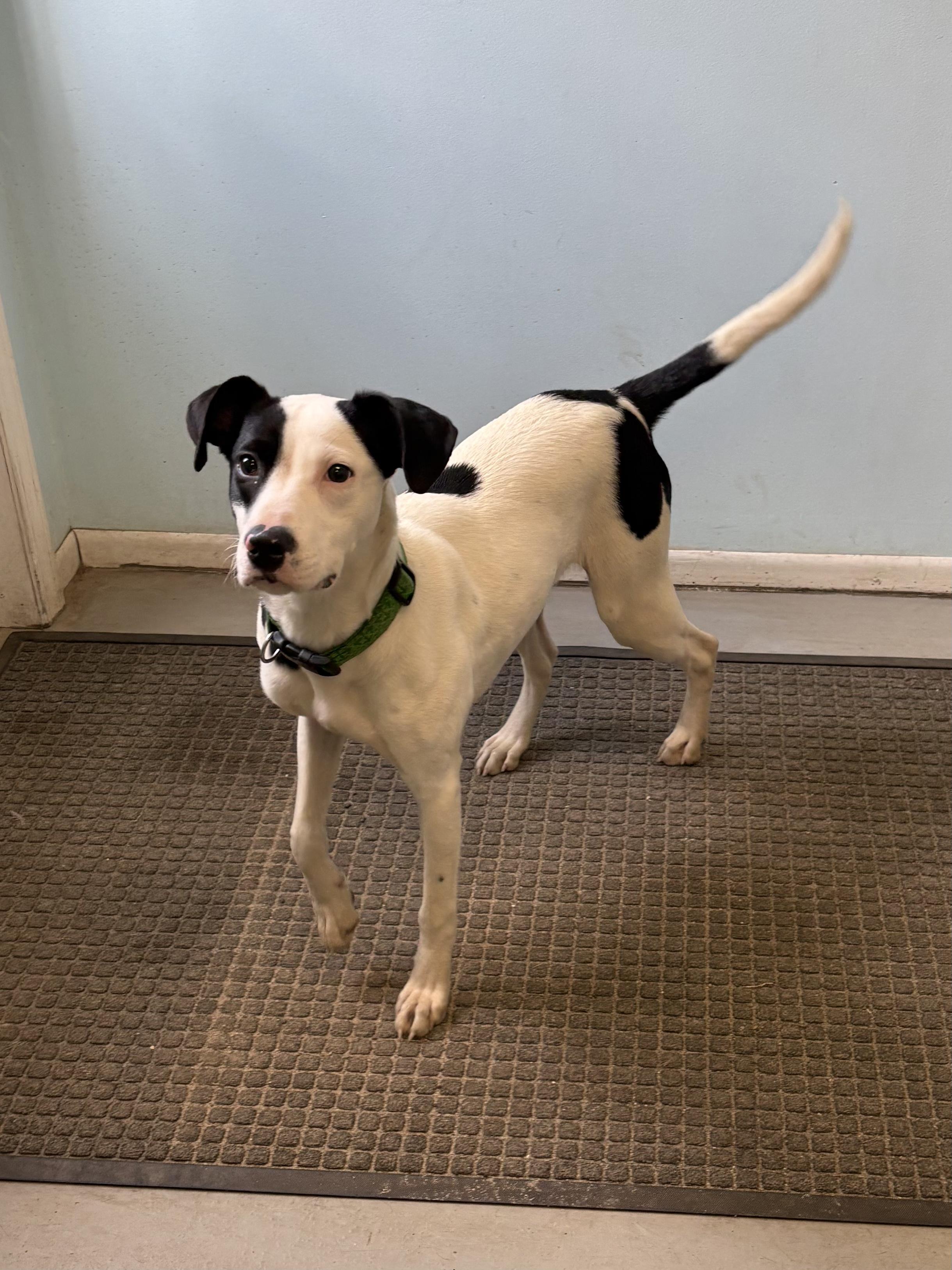 Samyra, a Adoptable Mixed Breed in Big Rapids, MI image 3/4