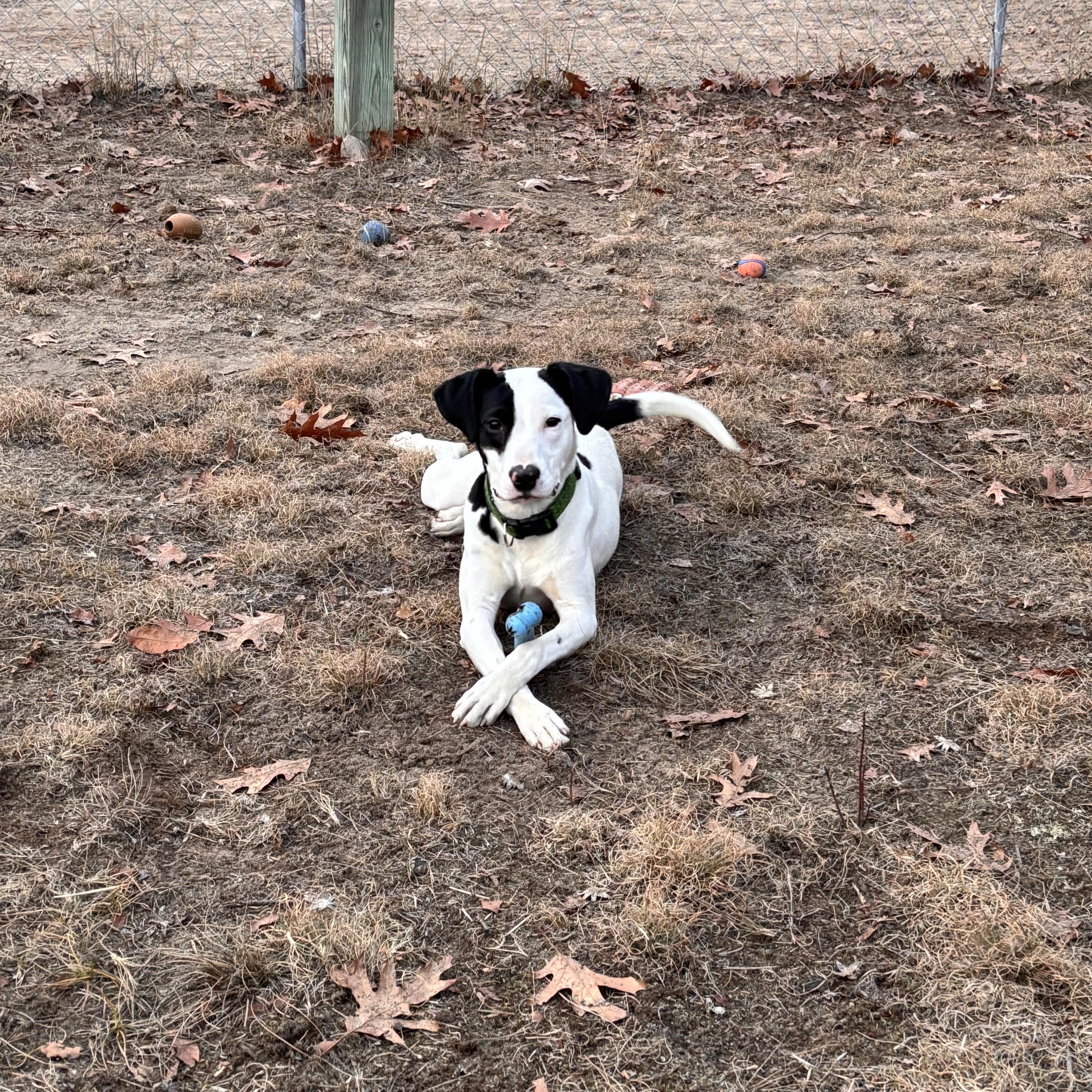 Samyra, a Adoptable Mixed Breed in Big Rapids, MI image 4/4