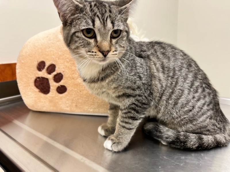 Phoebe , a Adoptable Domestic Short Hair in Greensboro, NC image 1/4
