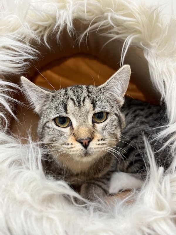 Phoebe , a Adoptable Domestic Short Hair in Greensboro, NC image 2/4