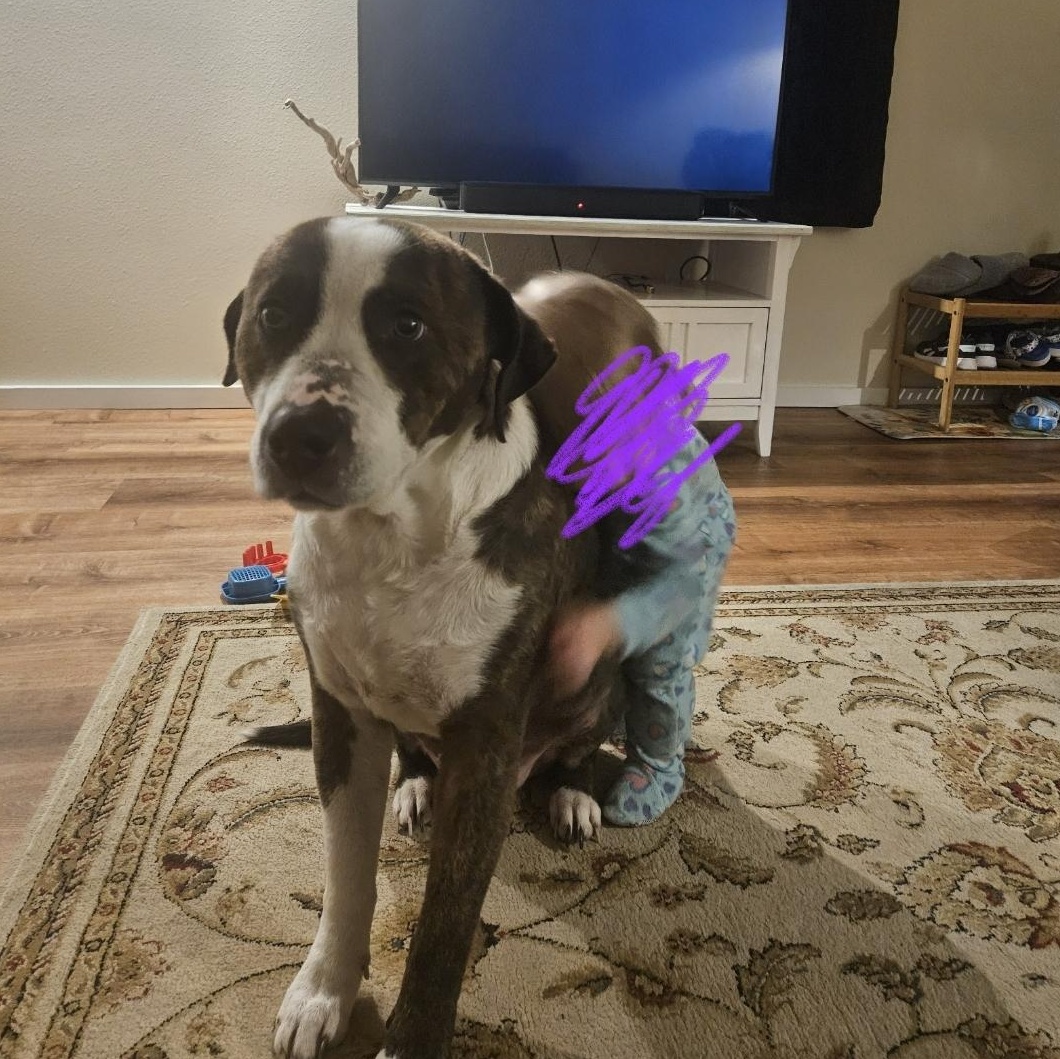 Enlarge **COURTESY LISTING** Sumrák, a Adoptable mixed breed in Moscow, ID image 1/5