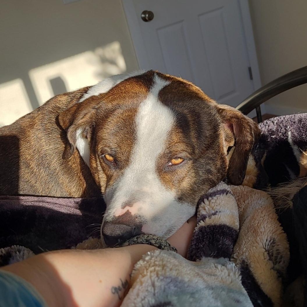 **COURTESY LISTING** Sumrák, Adoptable, Adult Male Pit Bull Terrier & Border Collie.