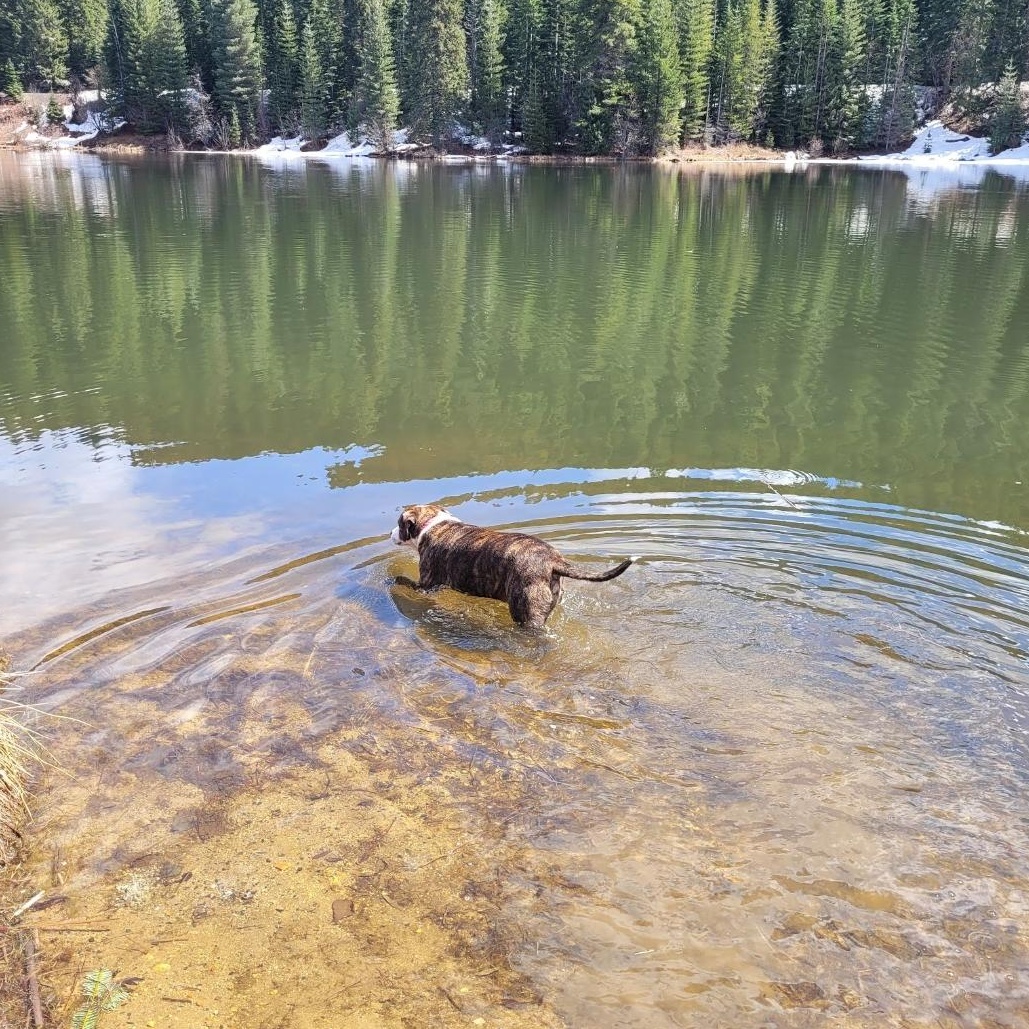 Enlarge **COURTESY LISTING** Sumrák, a Adoptable mixed breed in Moscow, ID image 5/5