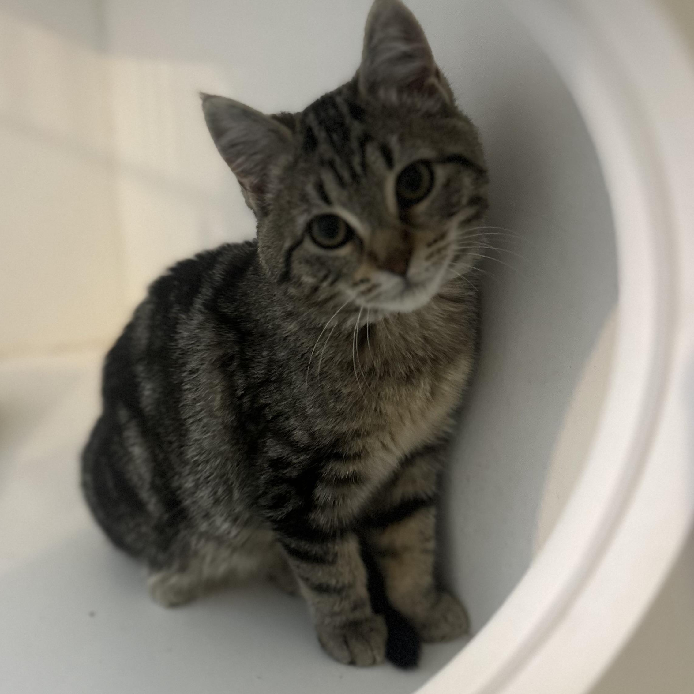 Sprinkles, a Adoptable American Shorthair in Fort Kent, ME image 2/2