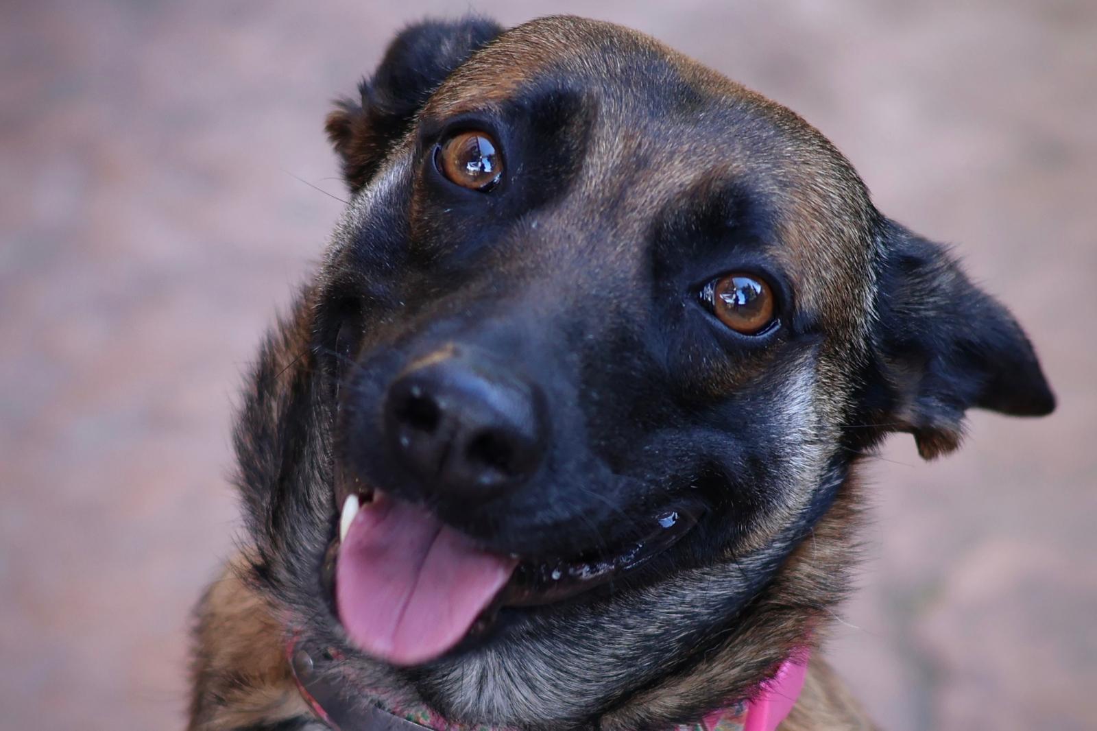 Enlarge Cheyenne, a Adoptable mixed breed in Pleasant Hill, CA image 5/6