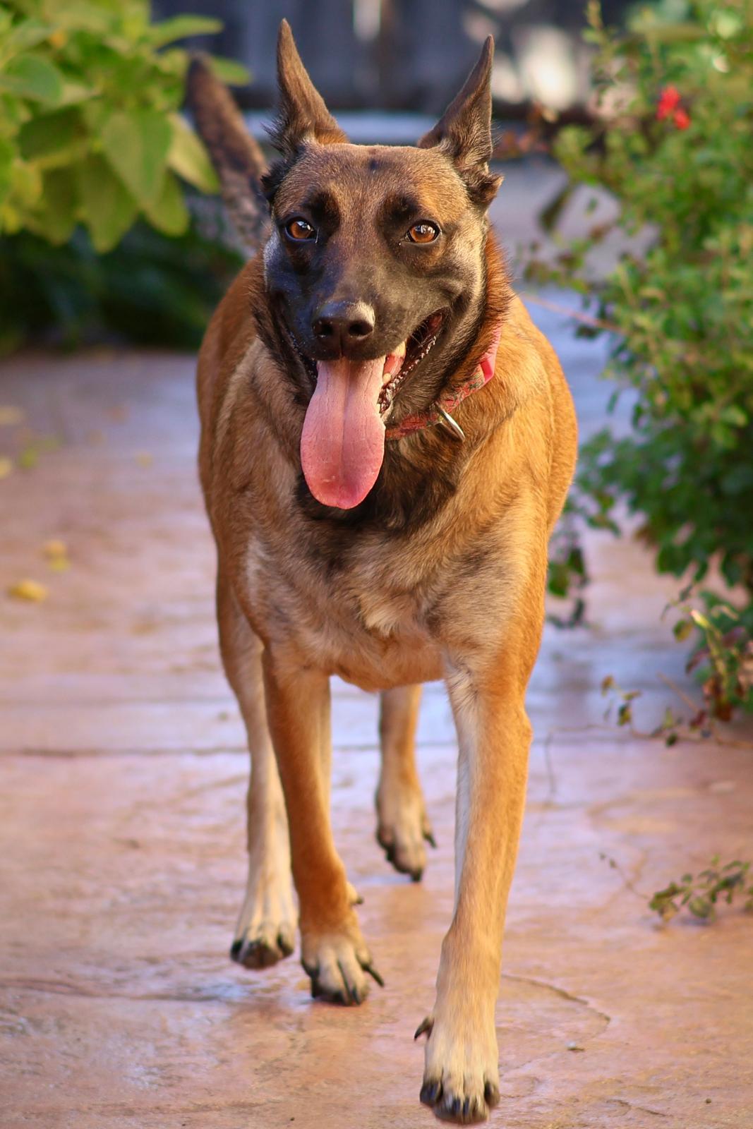 Cheyenne, Adoptable, Adult Female Belgian Shepherd / Malinois.
