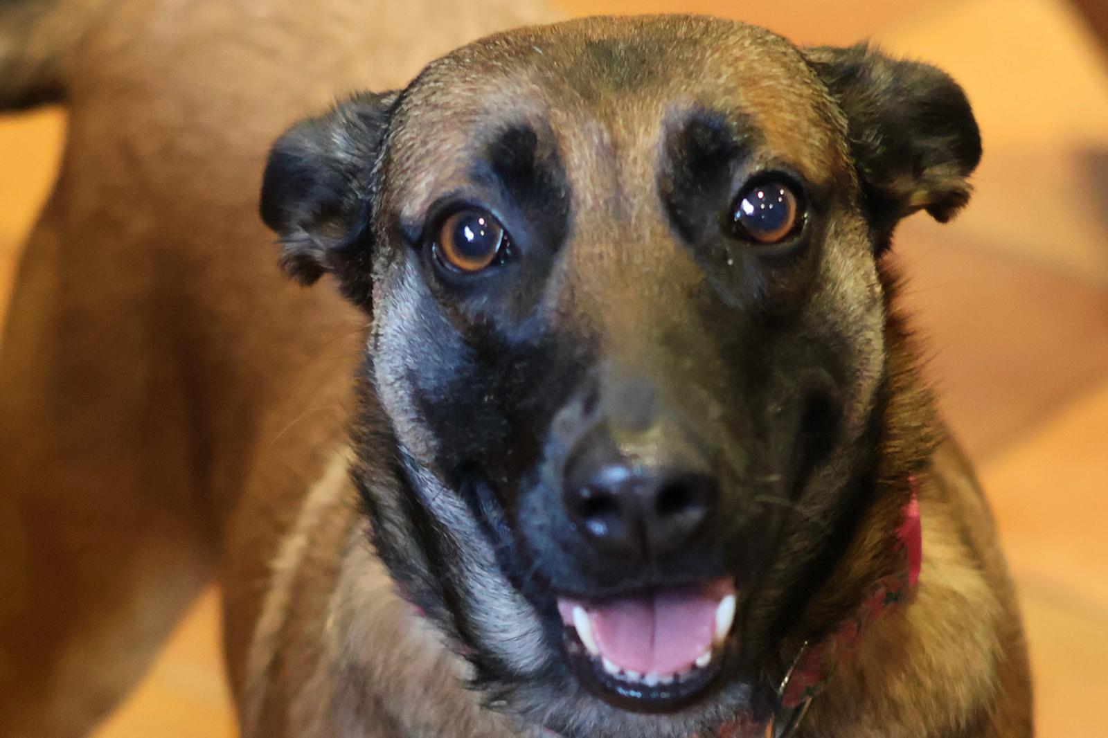Cheyenne, Adoptable, Adult Female Belgian Shepherd / Malinois.