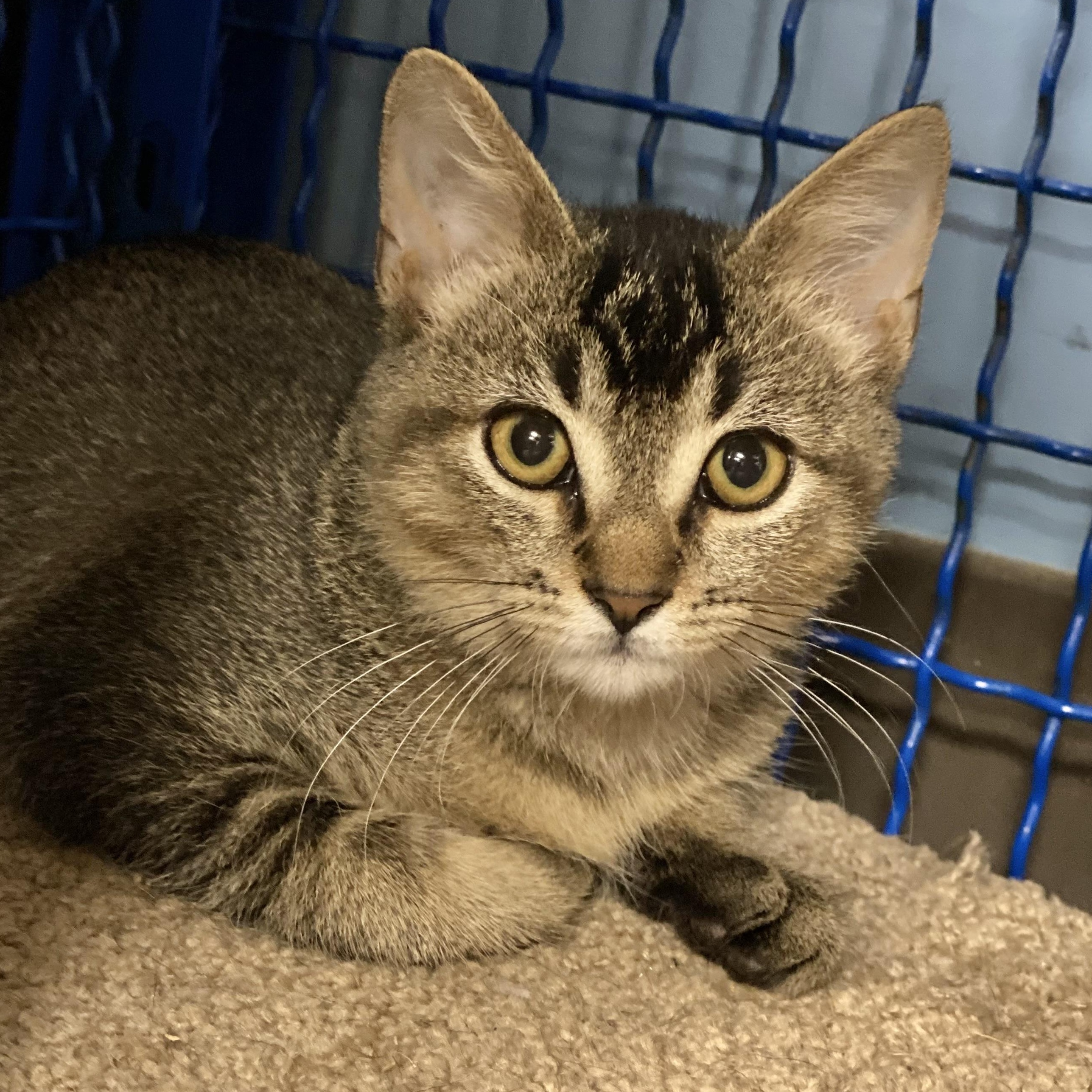 Bogey, Adoptable, Kitten Male Domestic Short Hair & Abyssinian.
