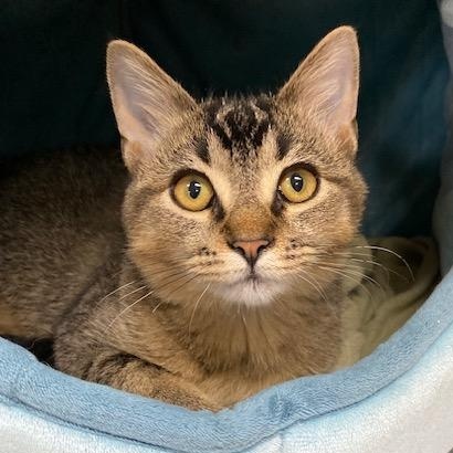 Bogey, Adoptable, Kitten Male Abyssinian & Domestic Short Hair.