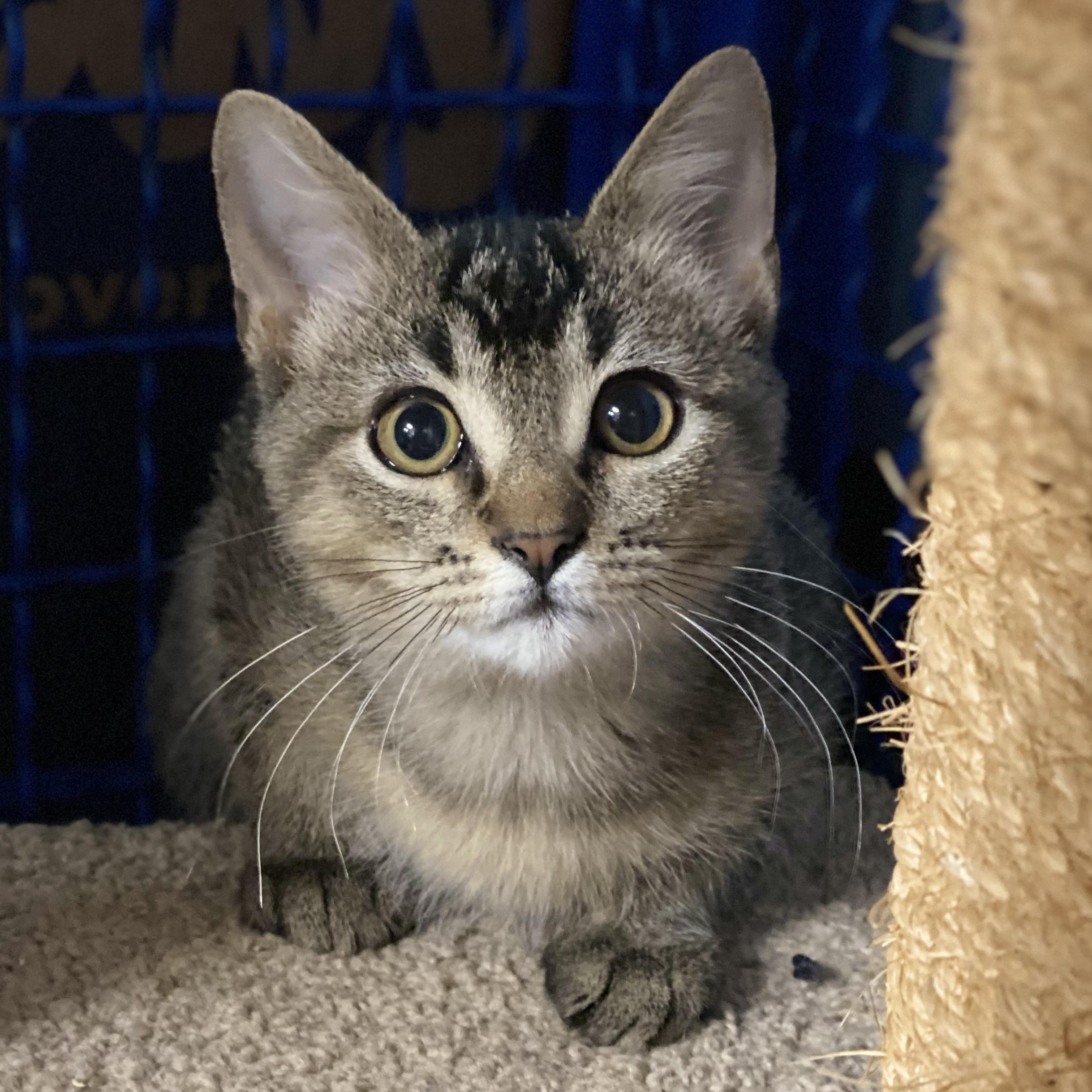 Bogey, a Adoptable mixed breed in Collierville, TN image 2/6