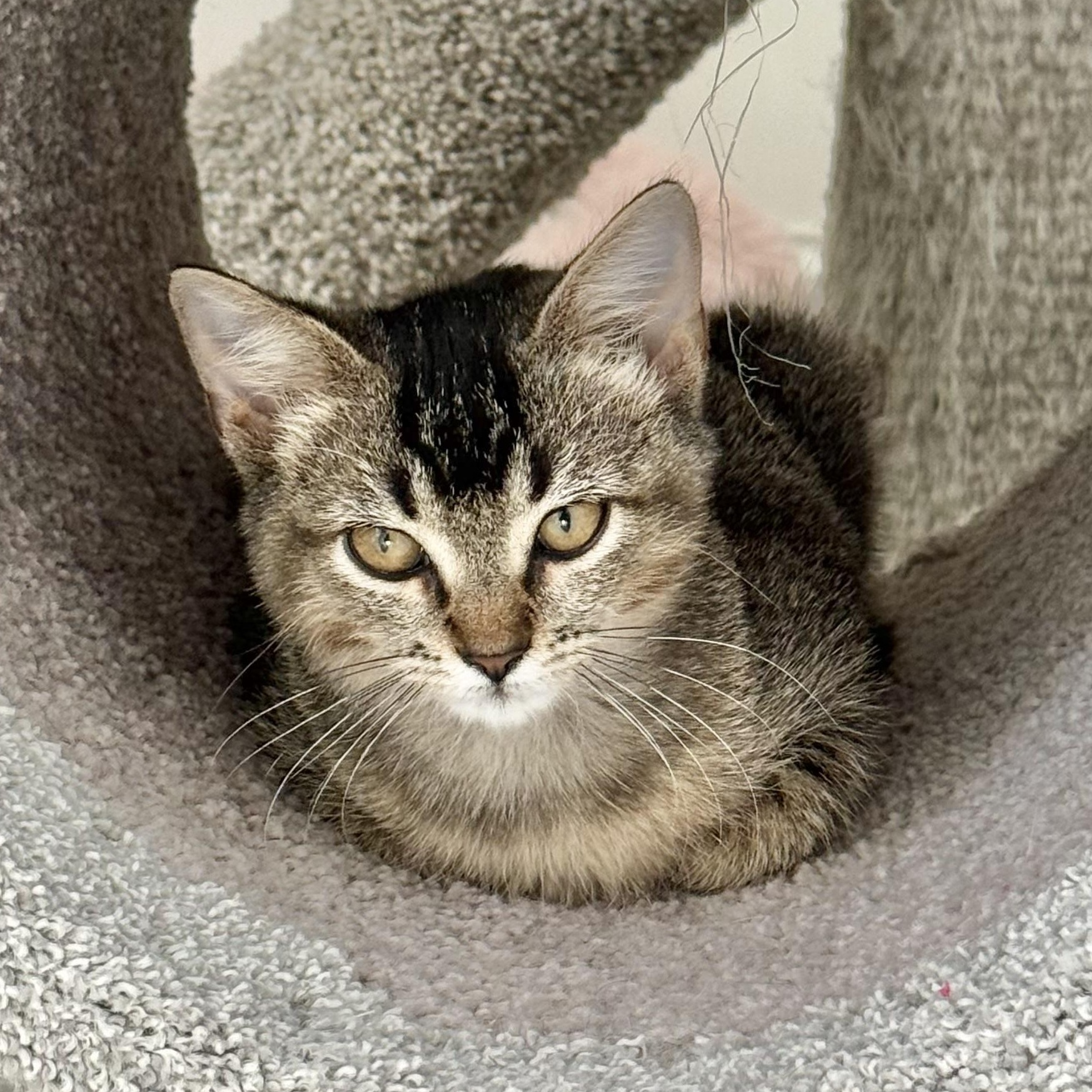 Bogey, a Adoptable mixed breed in Collierville, TN image 4/6