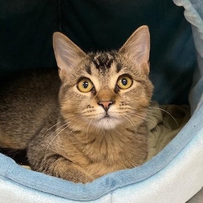 Bogey, an adopted mixed breed in Collierville, TN image 2/6