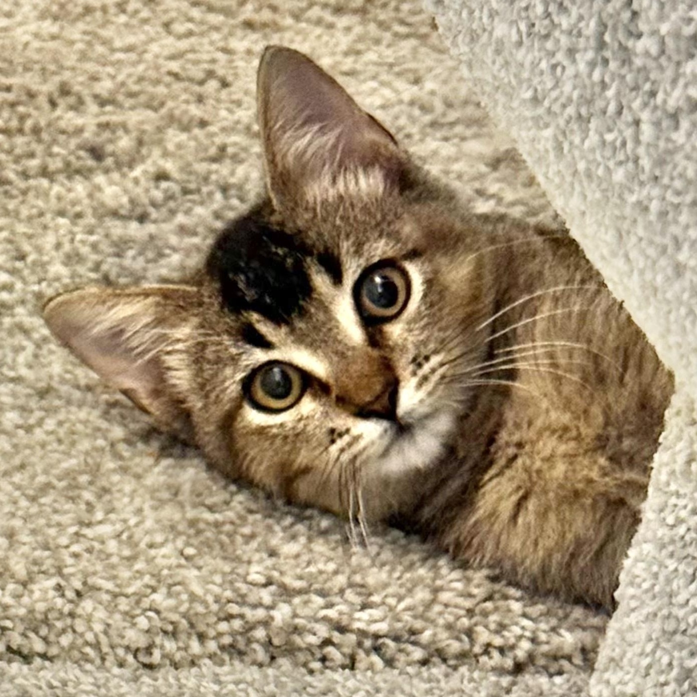 Bogey, a Adoptable mixed breed in Collierville, TN image 5/6