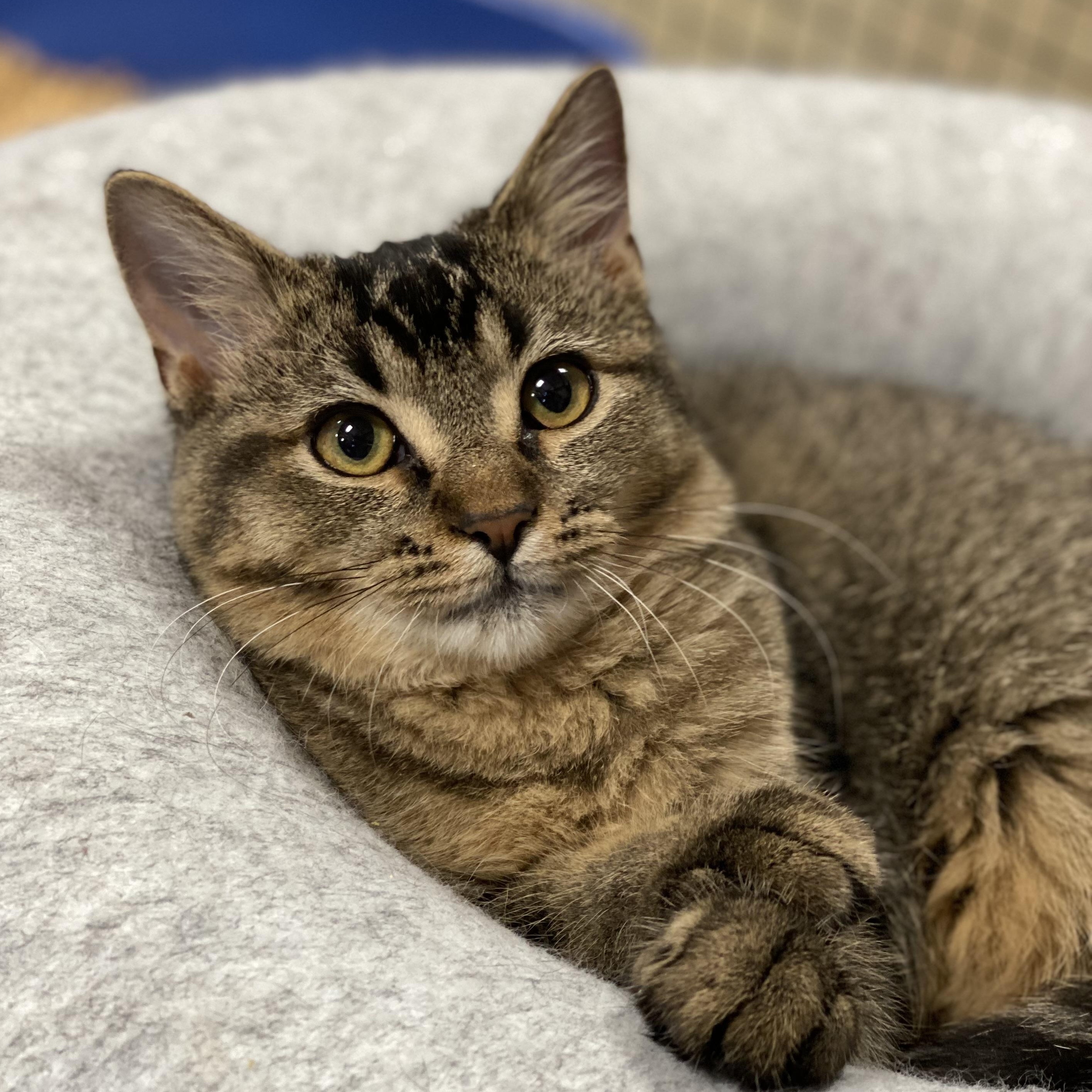 Bogey, an adopted mixed breed in Collierville, TN image 3/6