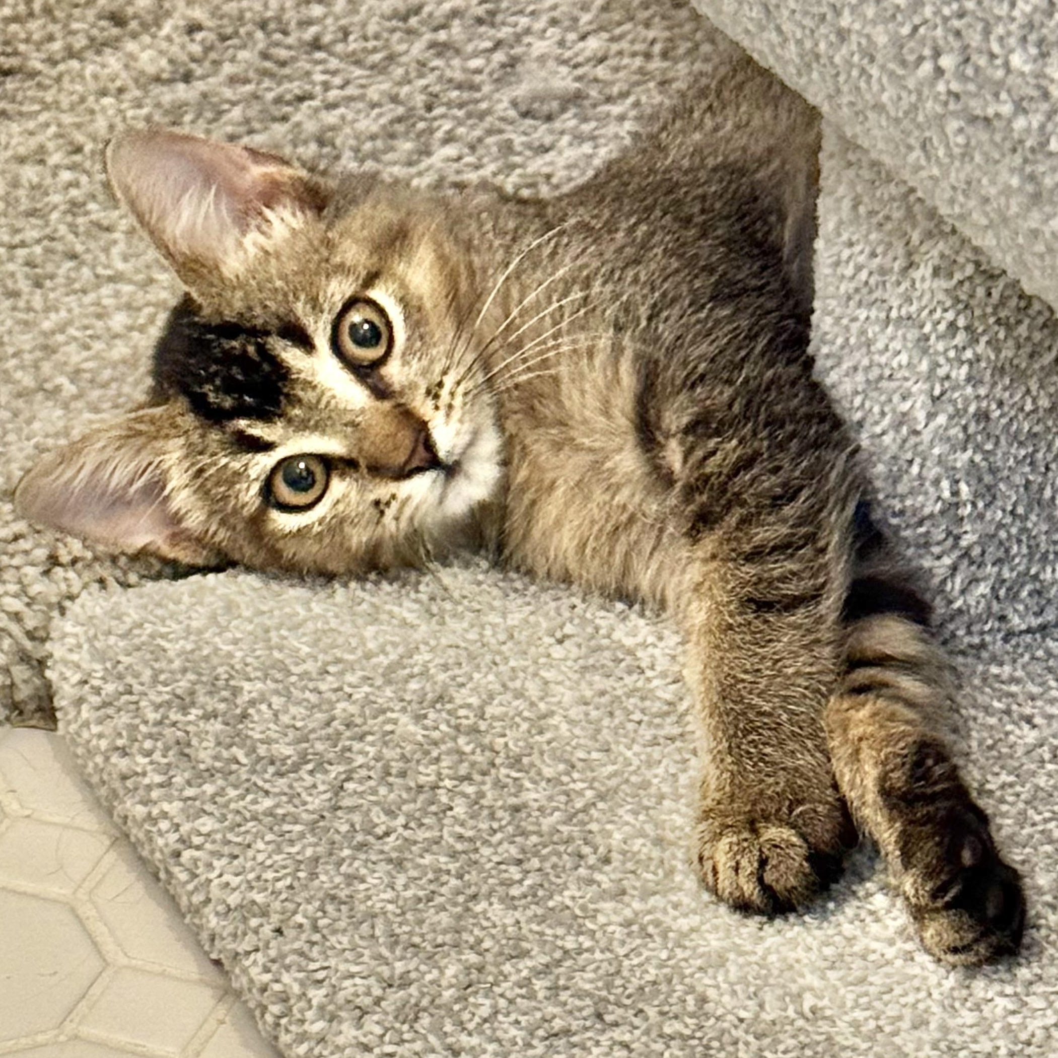 Bogey, a Adoptable mixed breed in Collierville, TN image 6/6