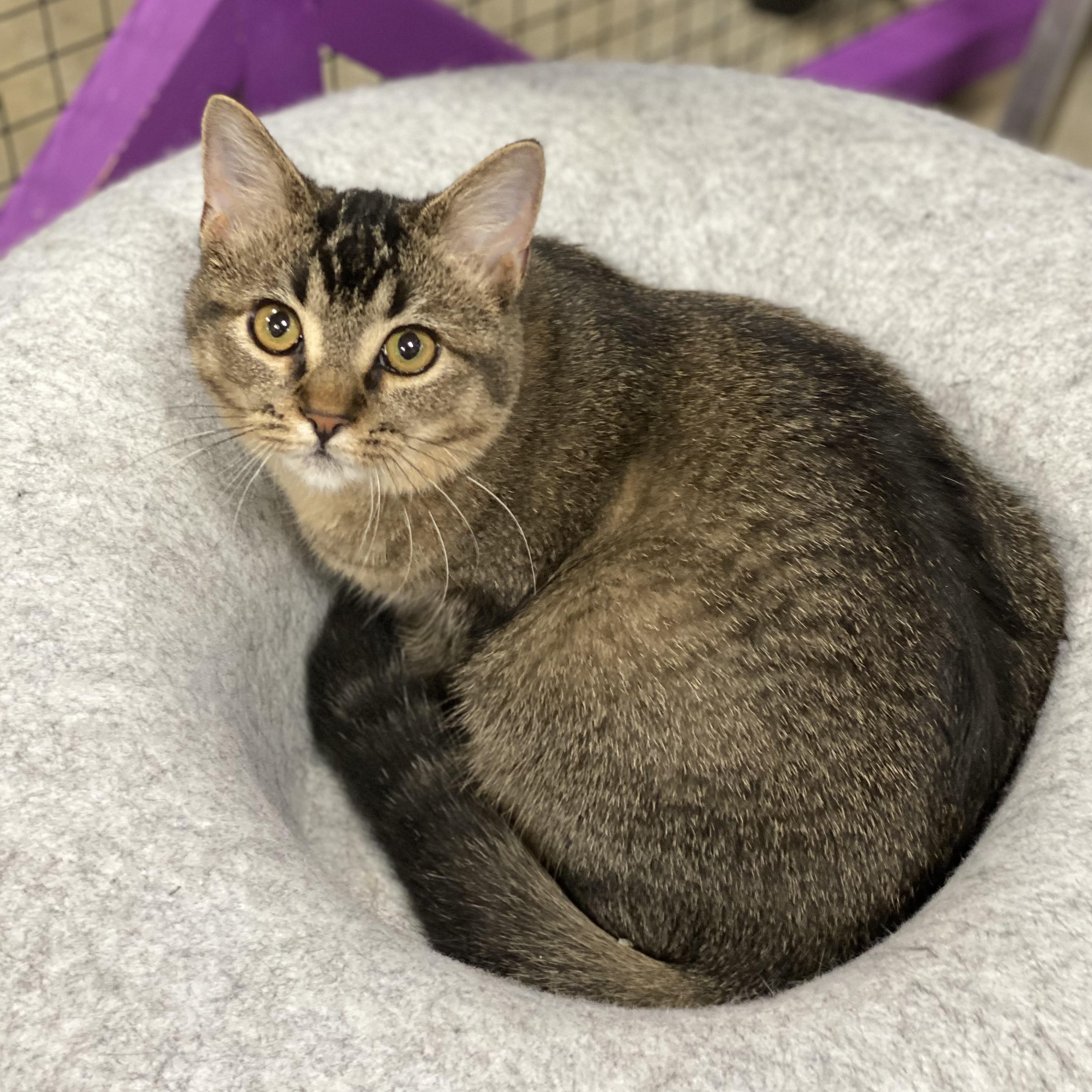 Bogey, an adopted mixed breed in Collierville, TN image 4/6