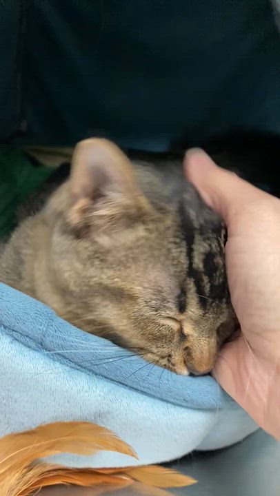 Enlarge Bogey, an adopted mixed breed in Collierville, TN video 5/6