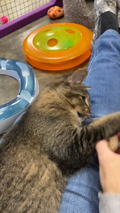 Enlarge Bogey, an adopted mixed breed in Collierville, TN video 6/6