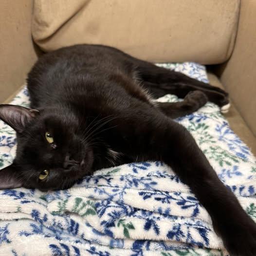 Enlarge Lucy, a Adoptable Domestic Short Hair in Stone Mountain, GA image 1/3