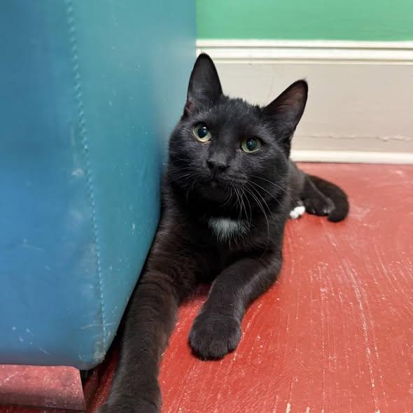 Lucy, Adoptable, Young Female Domestic Short Hair.