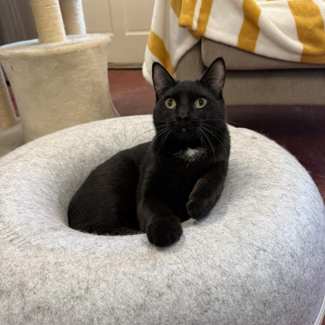 Enlarge Lucy, a Adoptable Domestic Short Hair in Stone Mountain, GA image 2/3