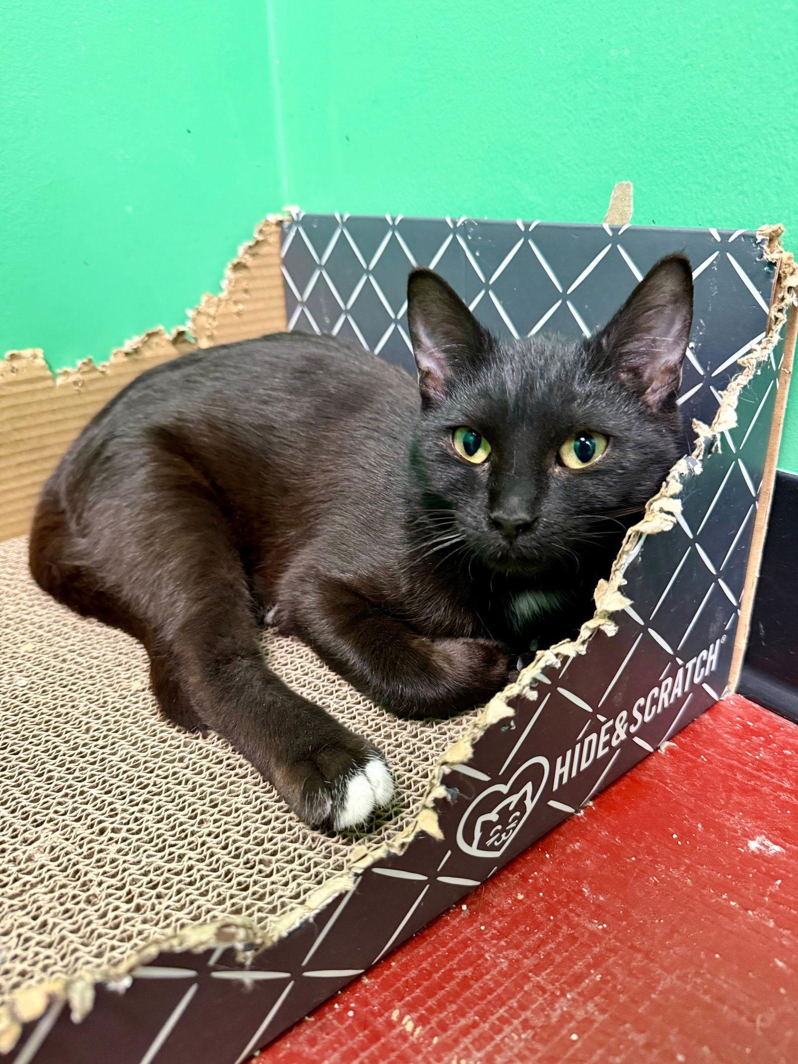 Lucy, a Adoptable Domestic Short Hair in Stone Mountain, GA image 1/2