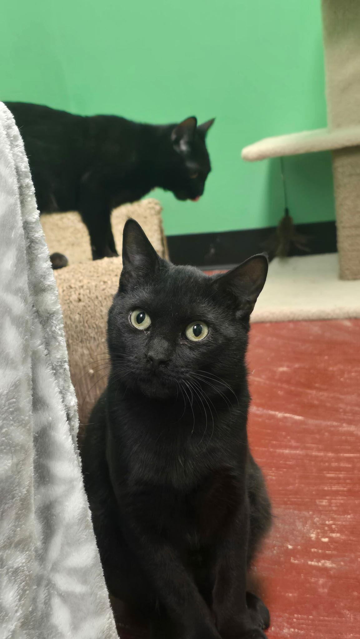 Lucy, a Adoptable Domestic Short Hair in Stone Mountain, GA image 2/2