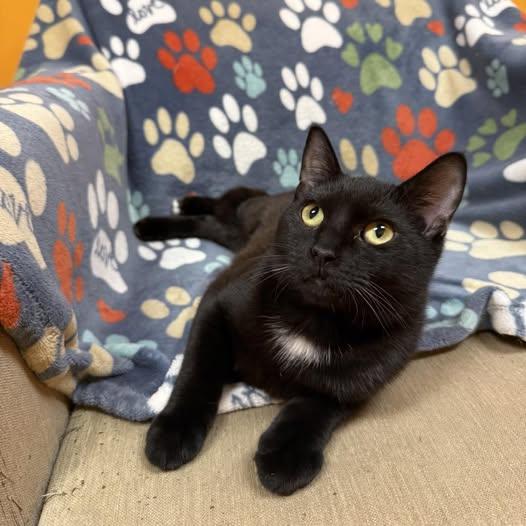 Enlarge Lucy, a Adoptable Domestic Short Hair in Stone Mountain, GA image 2/3