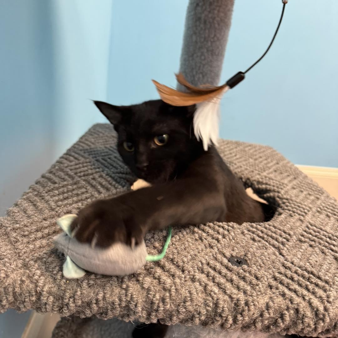 Enlarge Lucy, a Adoptable Domestic Short Hair in Stone Mountain, GA image 3/3