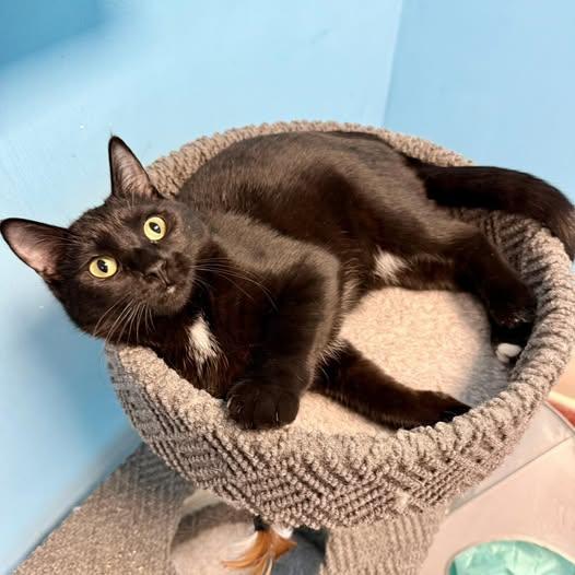 Enlarge Lucy, a Adoptable Domestic Short Hair in Stone Mountain, GA image 3/3