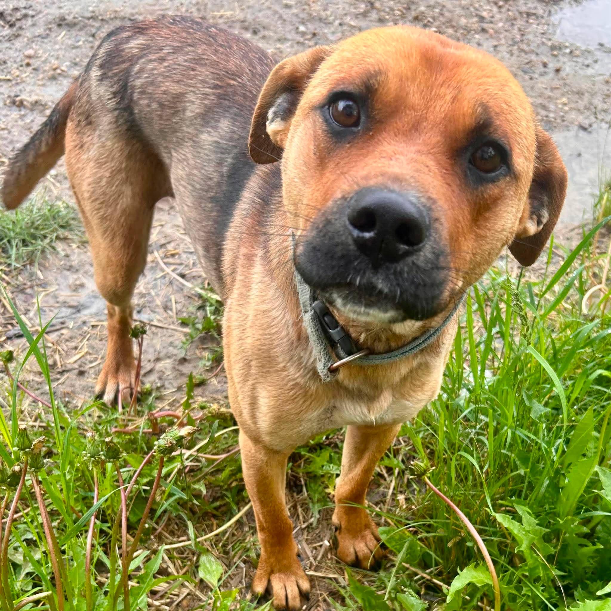 Betty, Adoptable, Young Female Black Mouth Cur.