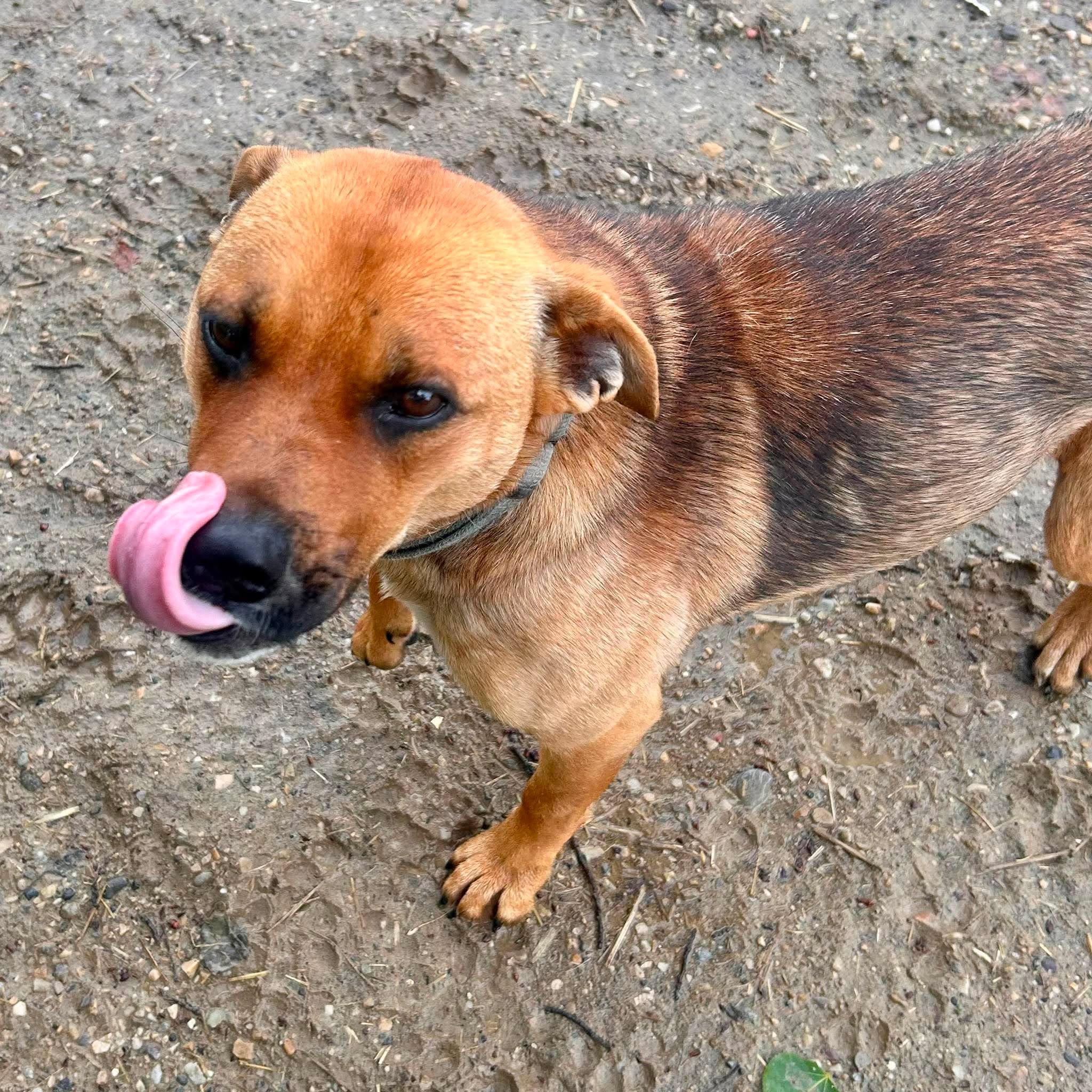 Betty, a Adoptable mixed breed in Edmonton, AB image 3/6