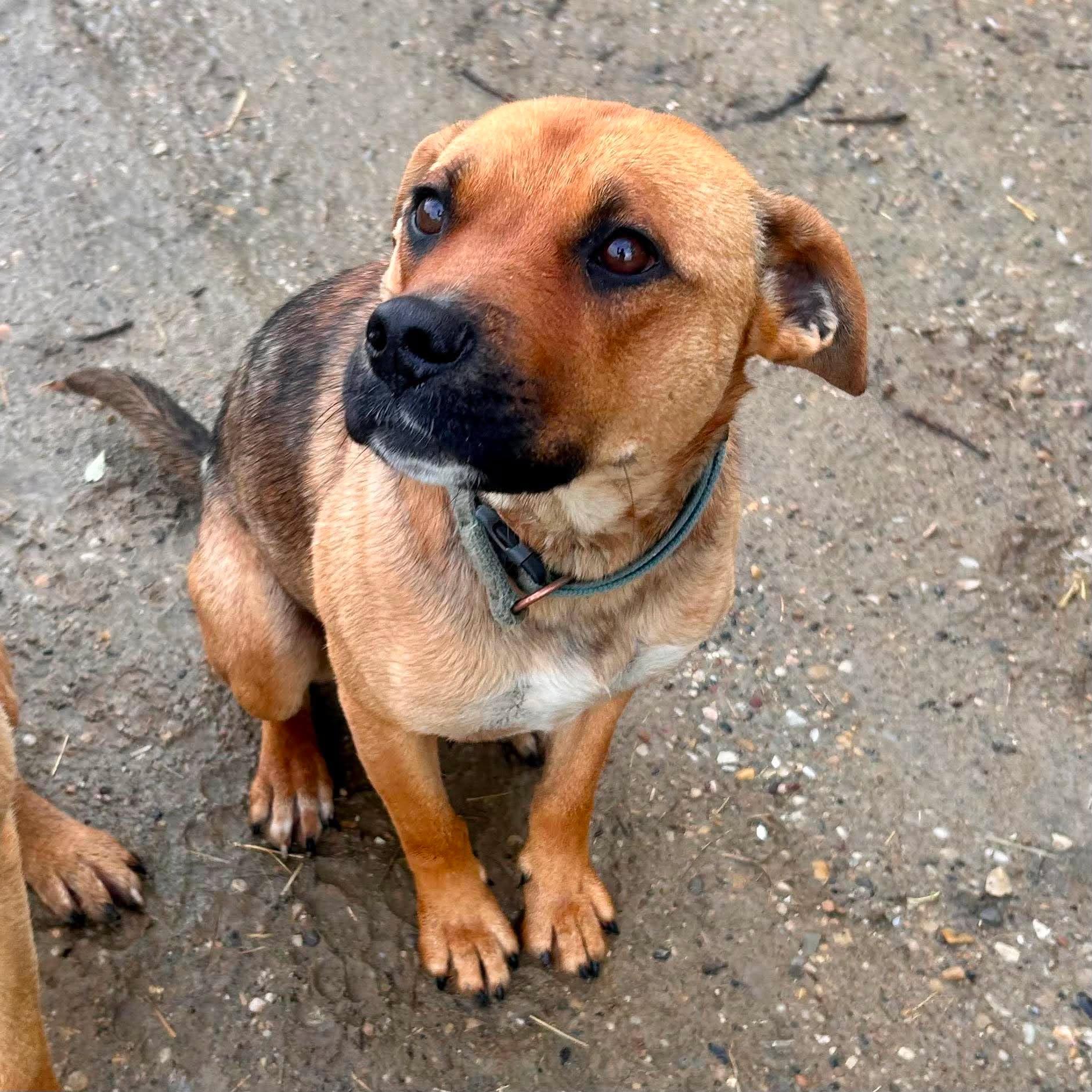 Betty, a Adoptable mixed breed in Edmonton, AB image 2/6
