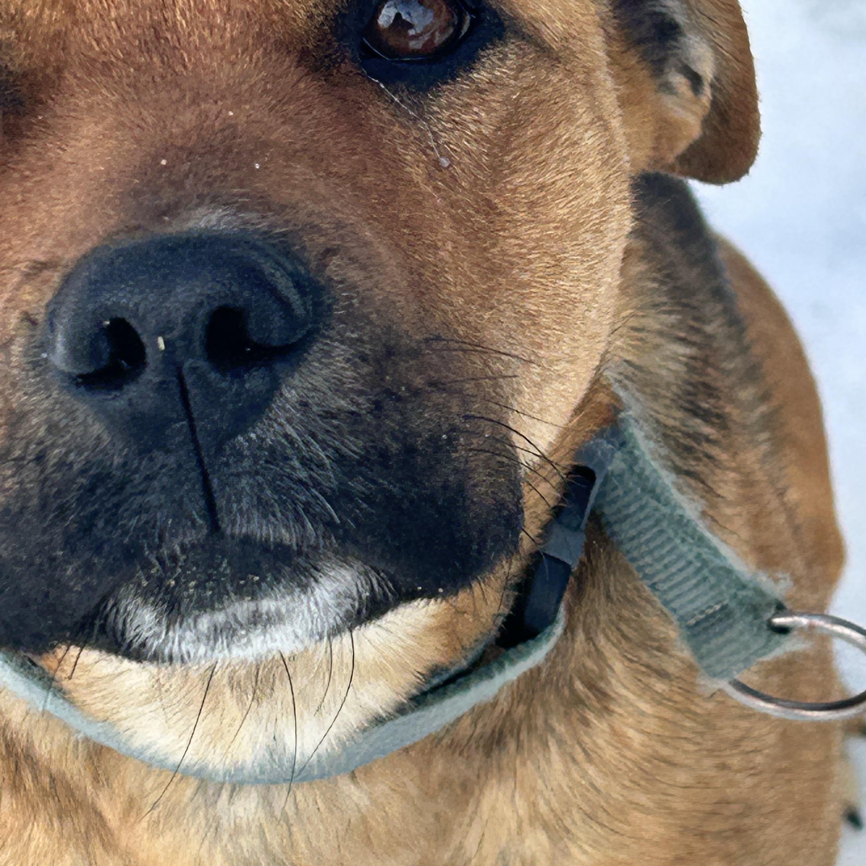 Enlarge Betty, a Adoptable mixed breed in Edmonton, AB image 3/6