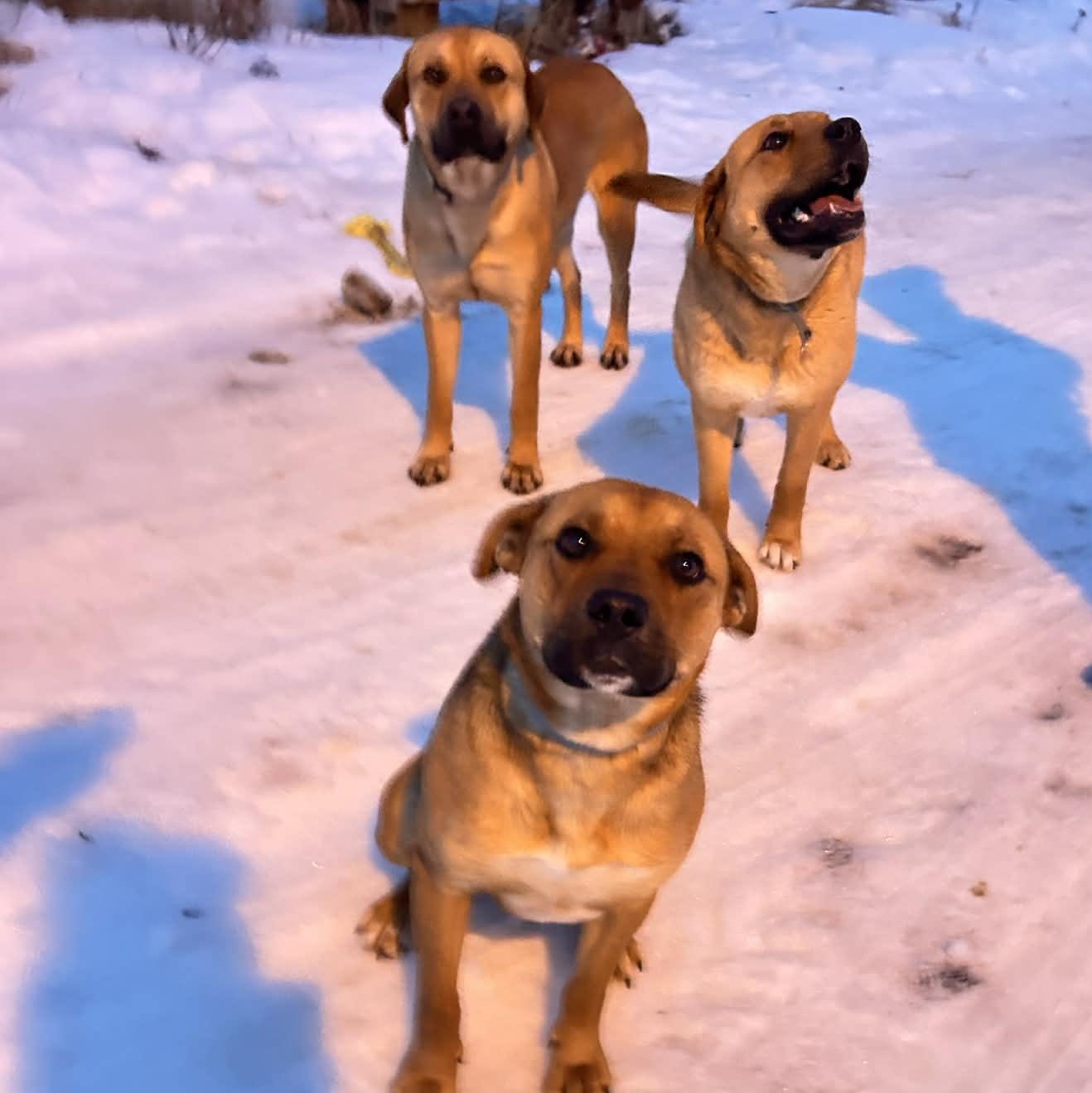 Enlarge Betty, a Adoptable mixed breed in Edmonton, AB image 6/6