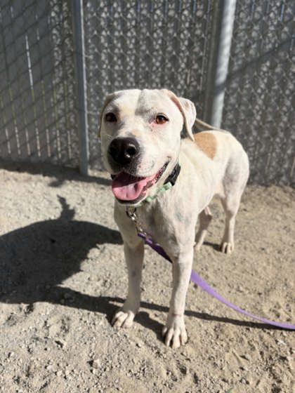 Marceline, Adoptable, Adult Female Pit Bull Terrier & Mixed Breed.