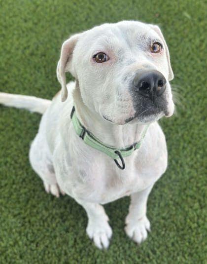 Enlarge Marceline, a Adoptable mixed breed in Fresno, CA image 2/2