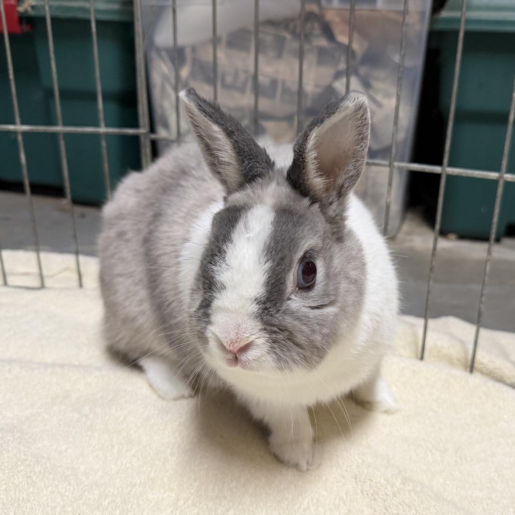 Thomas, Adoptable, Adult Male Netherland Dwarf & Dutch.