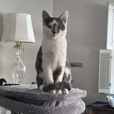 Enlarge  RUBY, an adopted Domestic Short Hair in Westland, MI image 2/2