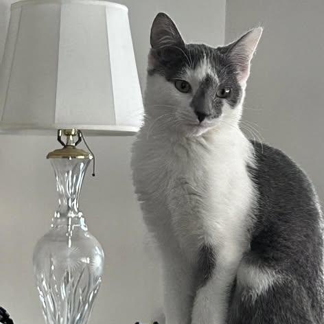 Enlarge  RUBY, an adopted Domestic Short Hair in Westland, MI image 1/2